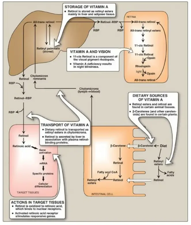 Absorption and transport of vitamin A