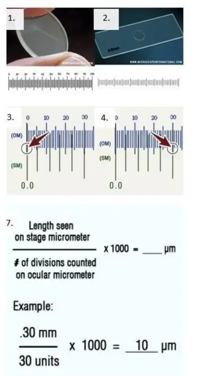 Ocular Micrometer - Definition, Principle, Parts, Applications ...