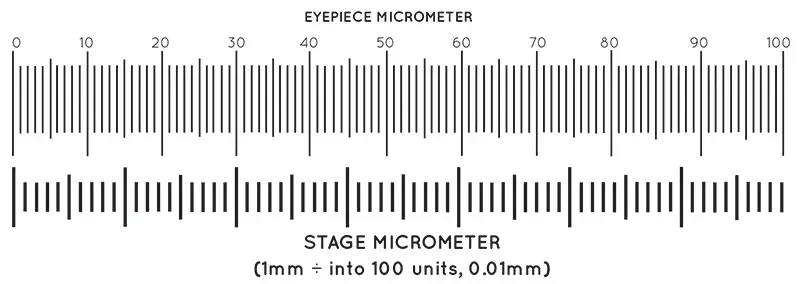 Parts of Stage micrometer