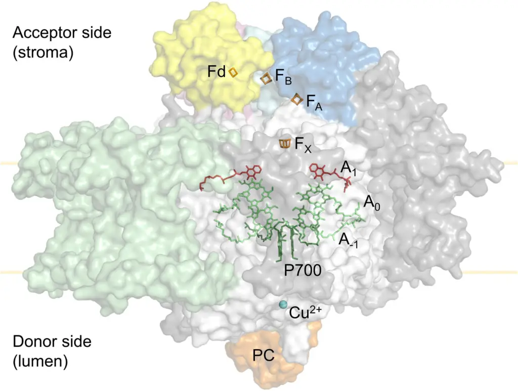 Tertiary structure of the PSI 