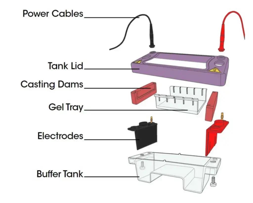 Parts of Gel Electrophoresis Apparatus 