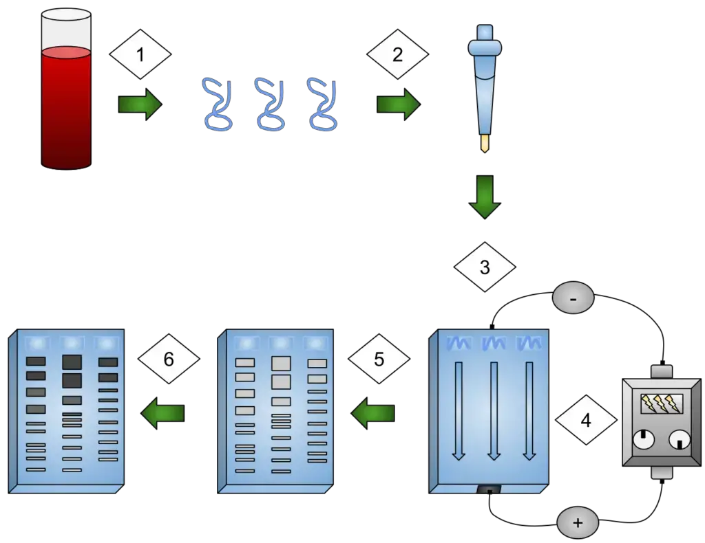 Operating procedures of Electrophoresis