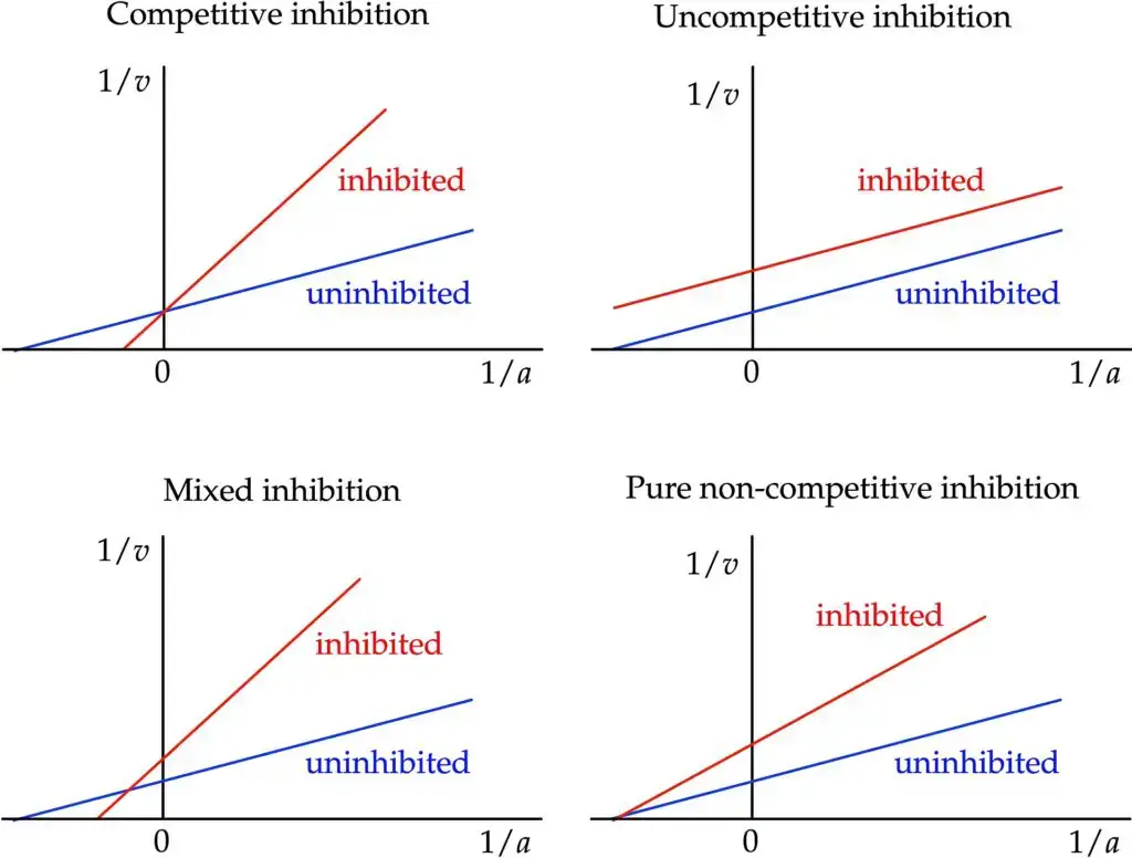 Lineweaver–Burk Plot - Double Reciprocal Plot - Biology Notes Online