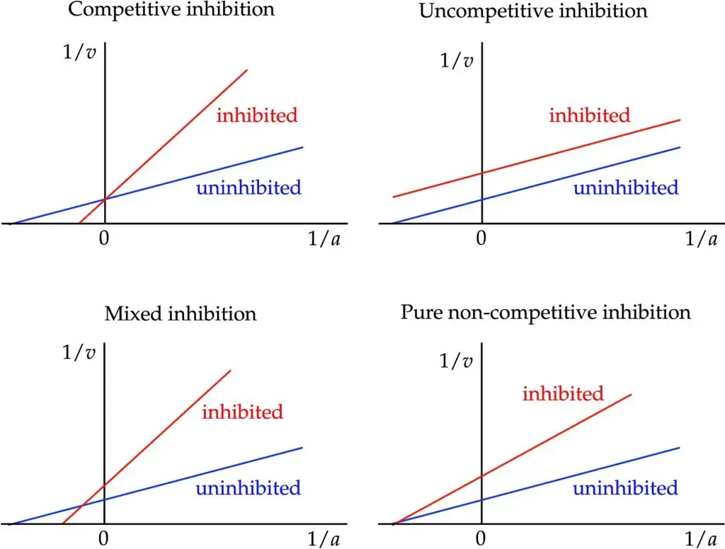 Effects of different types of inhibition on the double-reciprocal plot