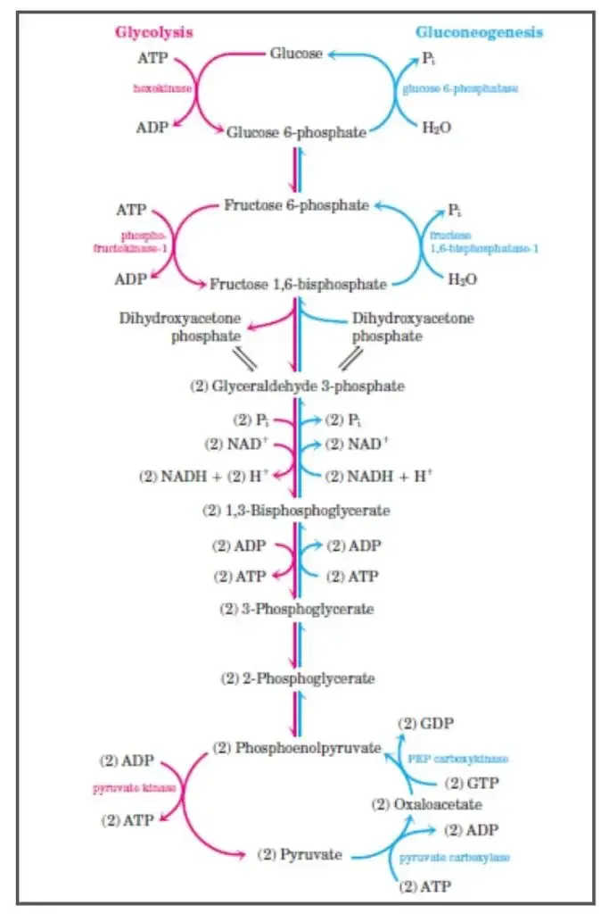 Gluconeogenesis Pathway