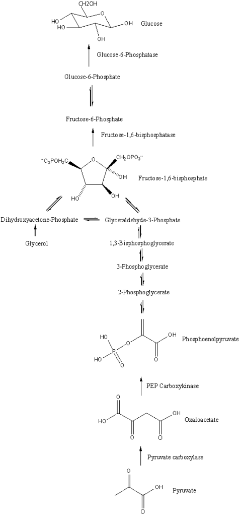 Gluconeogenesis pathway with key molecules and enzymes