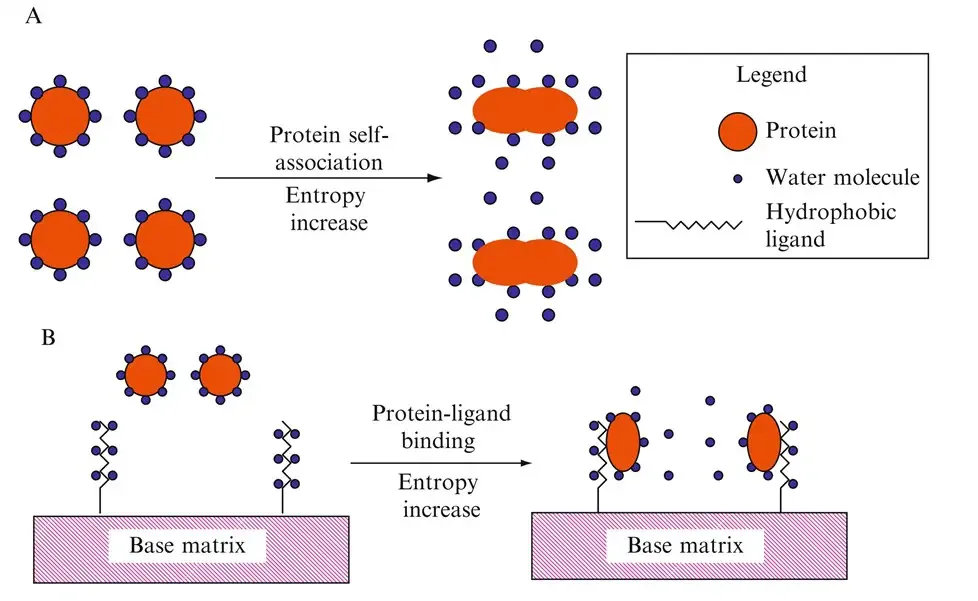 Schematic view of protein retention mechanism in HIC.