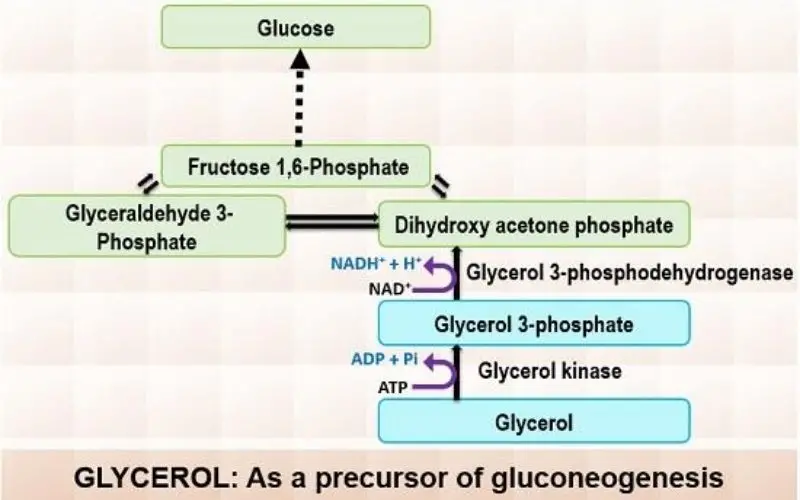 Gluconeogenesis – Glycerol