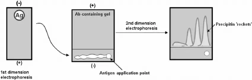 Crossed immunoelectrophoresis