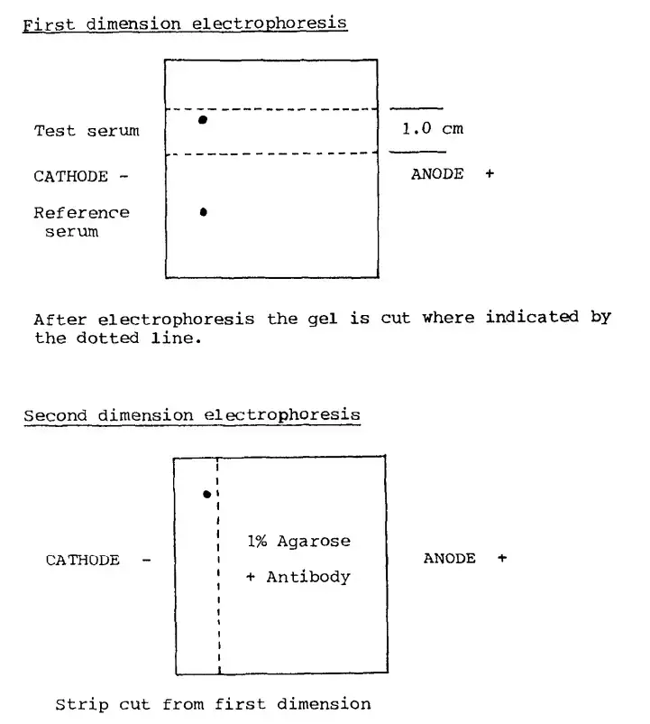 Protocol/Procedure of Two-Dimensional lmmunoelectrophoresis