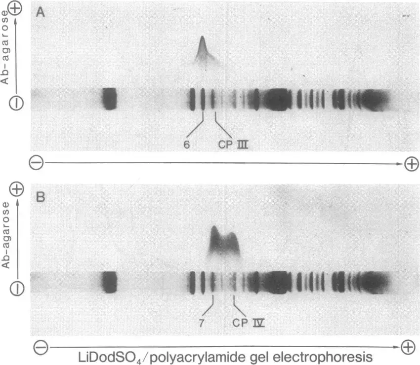 Two-dimensional crossed immunoelectrophoresis of chlorophyll-protein complexes and thylakoid membrane polypeptides of P. sativum with antisera against C. reinhardtii polypeptides 5 and 6. In the first dimension, thylakoid membranes (10 pig of chlorophyll) of P. sativum were analyzed by LiDodSO4/polyacrylamide gel electrophoresis at 4VC. (A) The antibody gel contained 0.272 mg cm-2 of IgG against C. reinhardtii polypeptide 5. (B) The antibody gel contained 0.375 mg cm-2 of IgG against C. reinhardtii polypeptide 6.