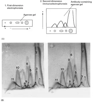 Two-dimensional crossed immunoelectrophoresis