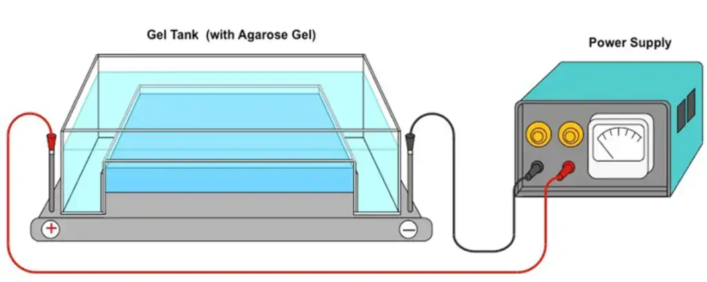 Immunoelectrophoresis