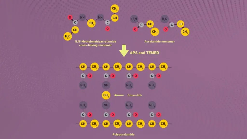 Polymerization and crosslinking of acrylamide.
