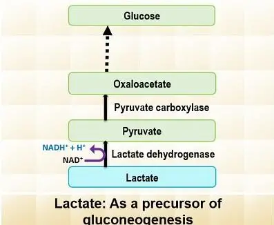 Gluconeogenesis – lactate