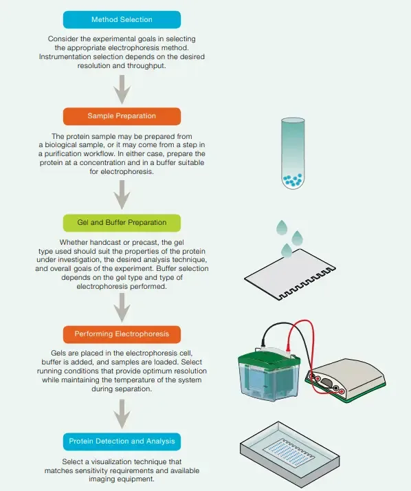 Polyacrylamide Gel Electrophoresis (PAGE) Workflow