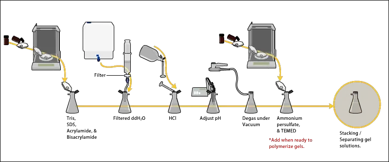 Preparation of polyacrylamide gel in Polyacrylamide Gel Electrophoresis (PAGE)