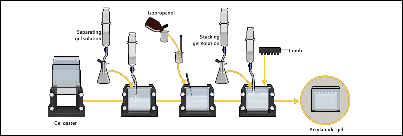 Preparation of polyacrylamide gel in Polyacrylamide Gel Electrophoresis (PAGE)