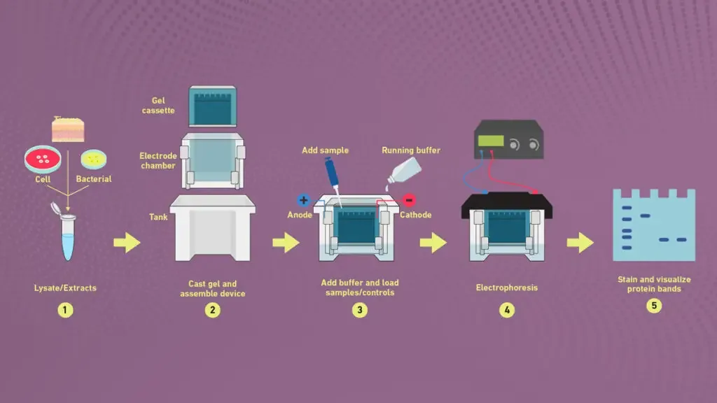 Sample preparation to protein electrophoresis in PAGE