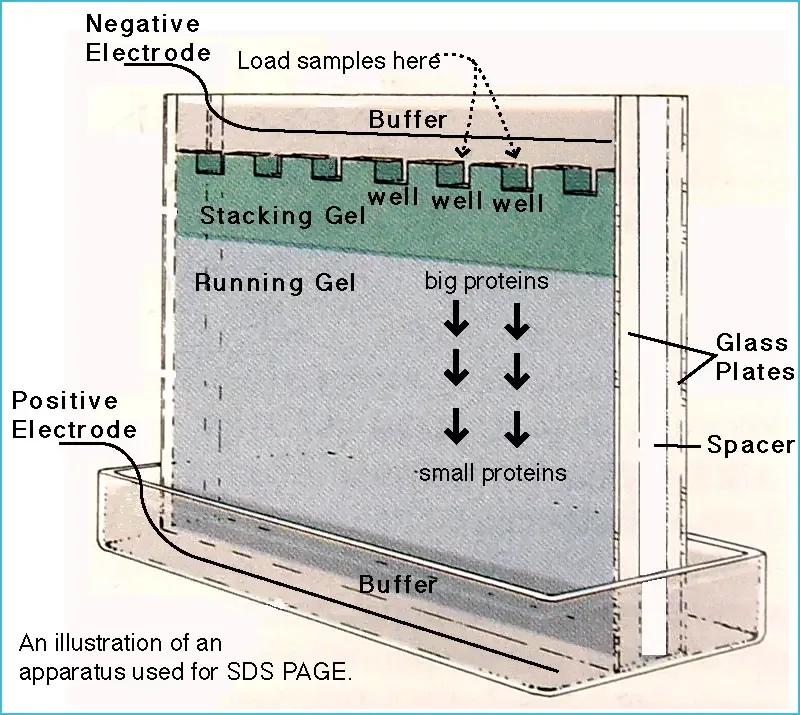 SDS-PAGE - Sodium Dodecyl Sulfate Polyacrylamide Gel Electrophoresis (PAGE) 1 SDS PAGE
