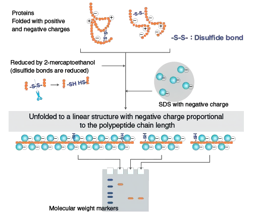 SDS-PAGE - Sodium Dodecyl Sulfate Polyacrylamide Gel Electrophoresis (PAGE) 2 Principle of SDS-PAGE