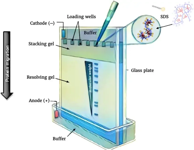 SDS-PAGE - Sodium Dodecyl Sulfate Polyacrylamide Gel Electrophoresis (PAGE) 3 Principle of SDS-PAGE
