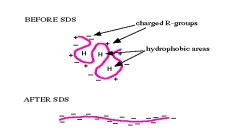 SDS-PAGE - Sodium Dodecyl Sulfate Polyacrylamide Gel Electrophoresis (PAGE) 4 Denaturation of protein by SDS