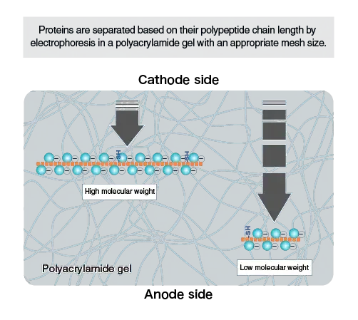 SDS-PAGE - Sodium Dodecyl Sulfate Polyacrylamide Gel Electrophoresis (PAGE) 6 How does SDS PAGE work?