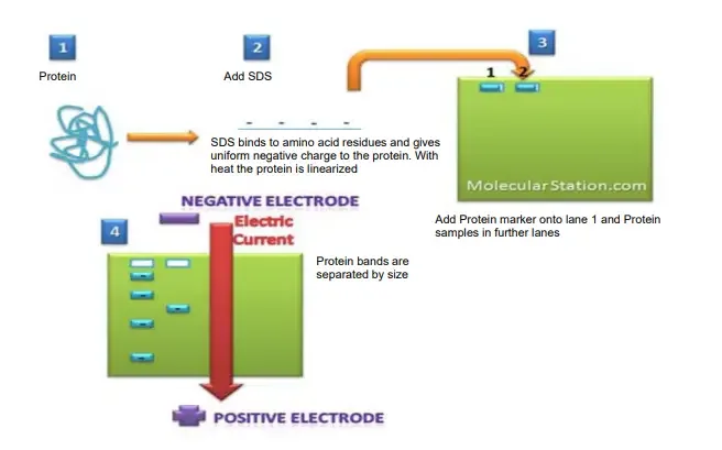SDS-PAGE - Sodium Dodecyl Sulfate Polyacrylamide Gel Electrophoresis (PAGE) 7 SDS PAGE Flowchart