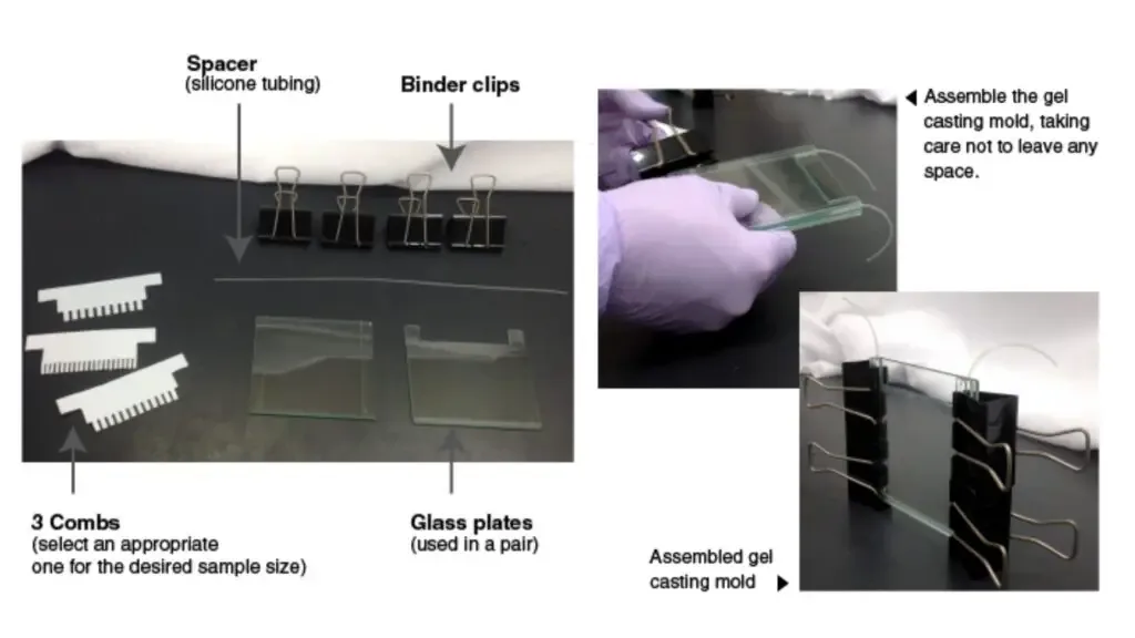 SDS-PAGE - Sodium Dodecyl Sulfate Polyacrylamide Gel Electrophoresis (PAGE) 9 Protocol of SDS-PAGE