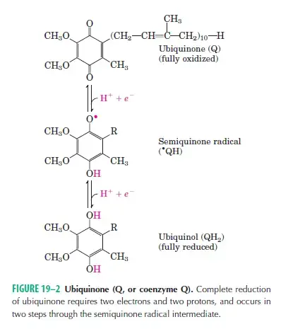 Ubiquinone to Ubiquinol