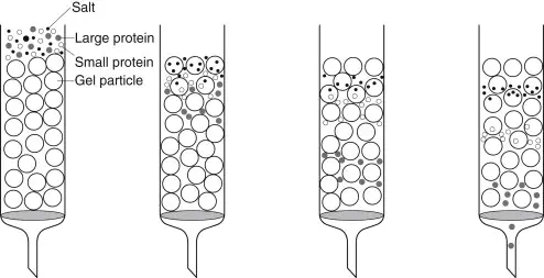 Steps in Gel Filtration Chromatography