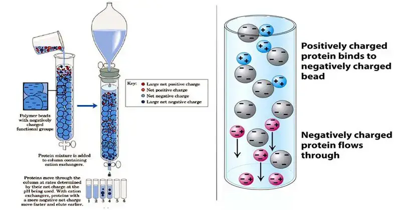 ion exchange chromatography