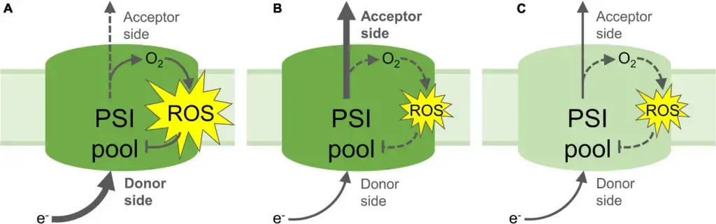 Photosystem I Photoinhibition Mechanisms