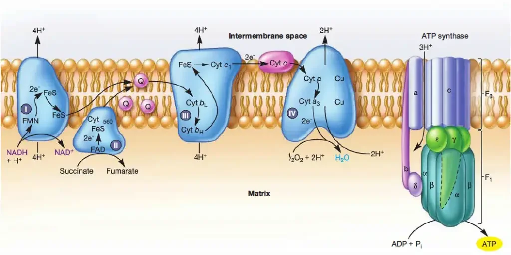 Electron Transport Chain Steps