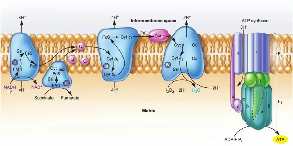 Electron Transport Chain Steps