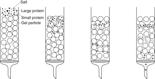 Steps in Gel Filtration Chromatography
