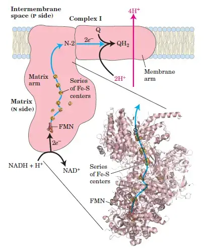 Complex I of Electron Transport Chain