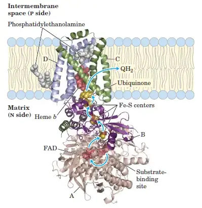 Complex II of Electron Transport Chain