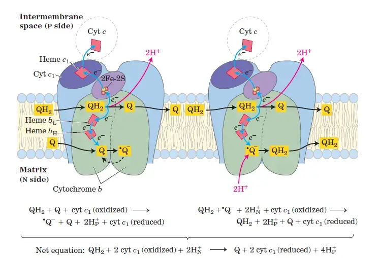 Complex III of Electron Transport Chain