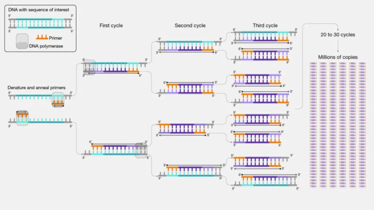 PCR Machine - Principle, Parts, Types Steps, Applications - Biology ...
