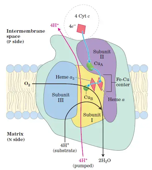 Complex IV of Electron Transport Chain