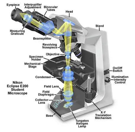 Diagram of Compound Microscope | Light Path of Binocular Compound Microscope diagram 