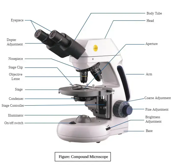 Compound Microscope - Principle, Parts, Diagram Definition, Application ...