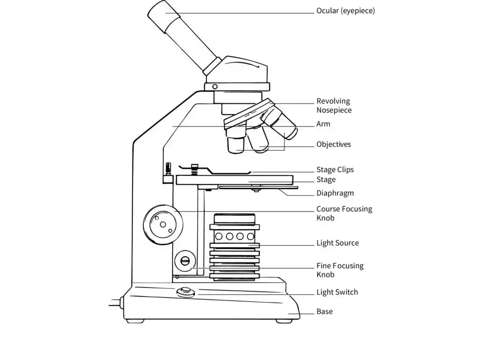 Parts of Compound Microscope Summery