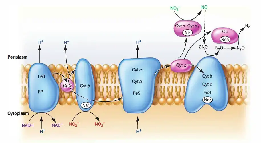 Anaerobic Respiration