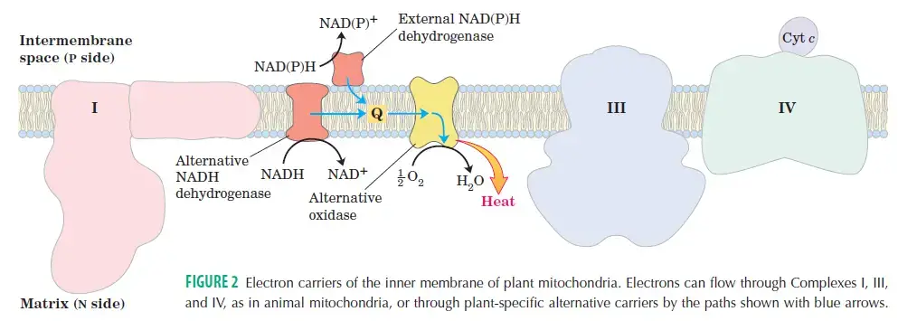 Alternative Respiratory Pathways of Plants