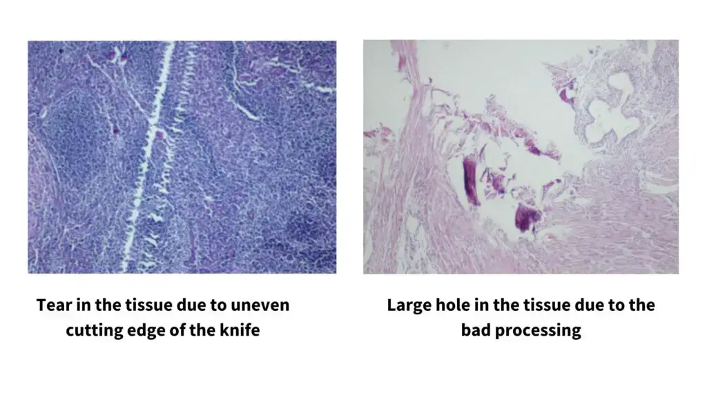 Steps of Tissue Sectioning