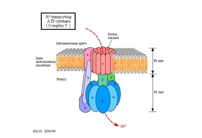 ATP Synthase Diagram