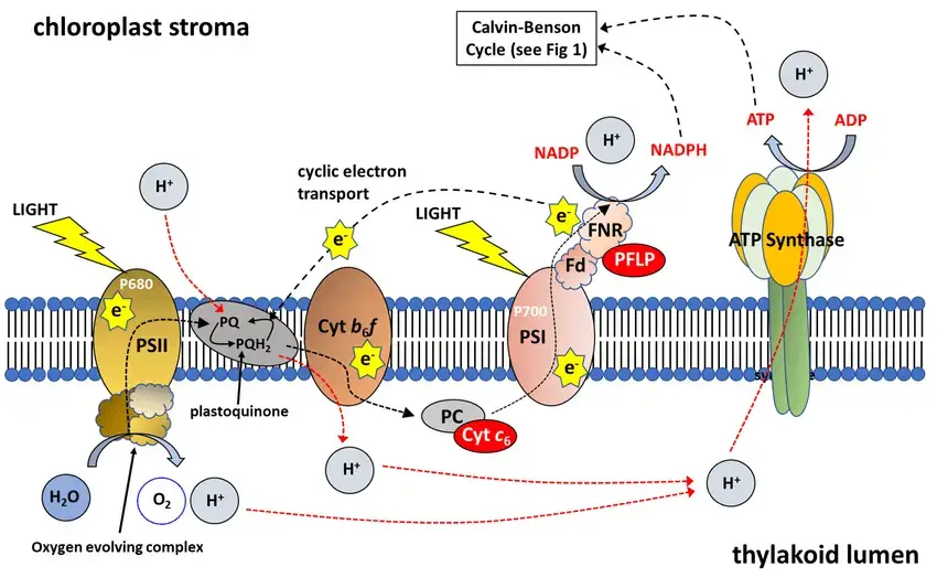 Photosystem I (PS1) - Structure, Functions - Biology Notes Online